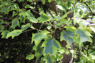 Liriodendron tulipifera 'Aureomarginatum' - liliovník tulipánokvětý - listy